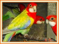 Mutacion de aves exoticas color rubino.