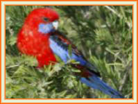 Criadores de aves crimson rosella.