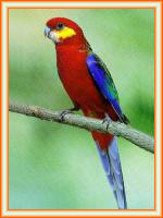 Venta de aves rosella icterotis.