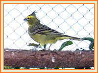 Criaderos de cardenal amarillo y verde para la venta.