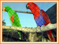 Crideros de loros eclectus y venta de aves exoticas.