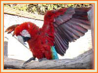 Criaderos de guacamayo rojo para la venta.