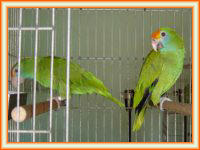 Venta de loros rhodocorytha.