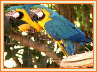 Guacamayo azul y amarillo.