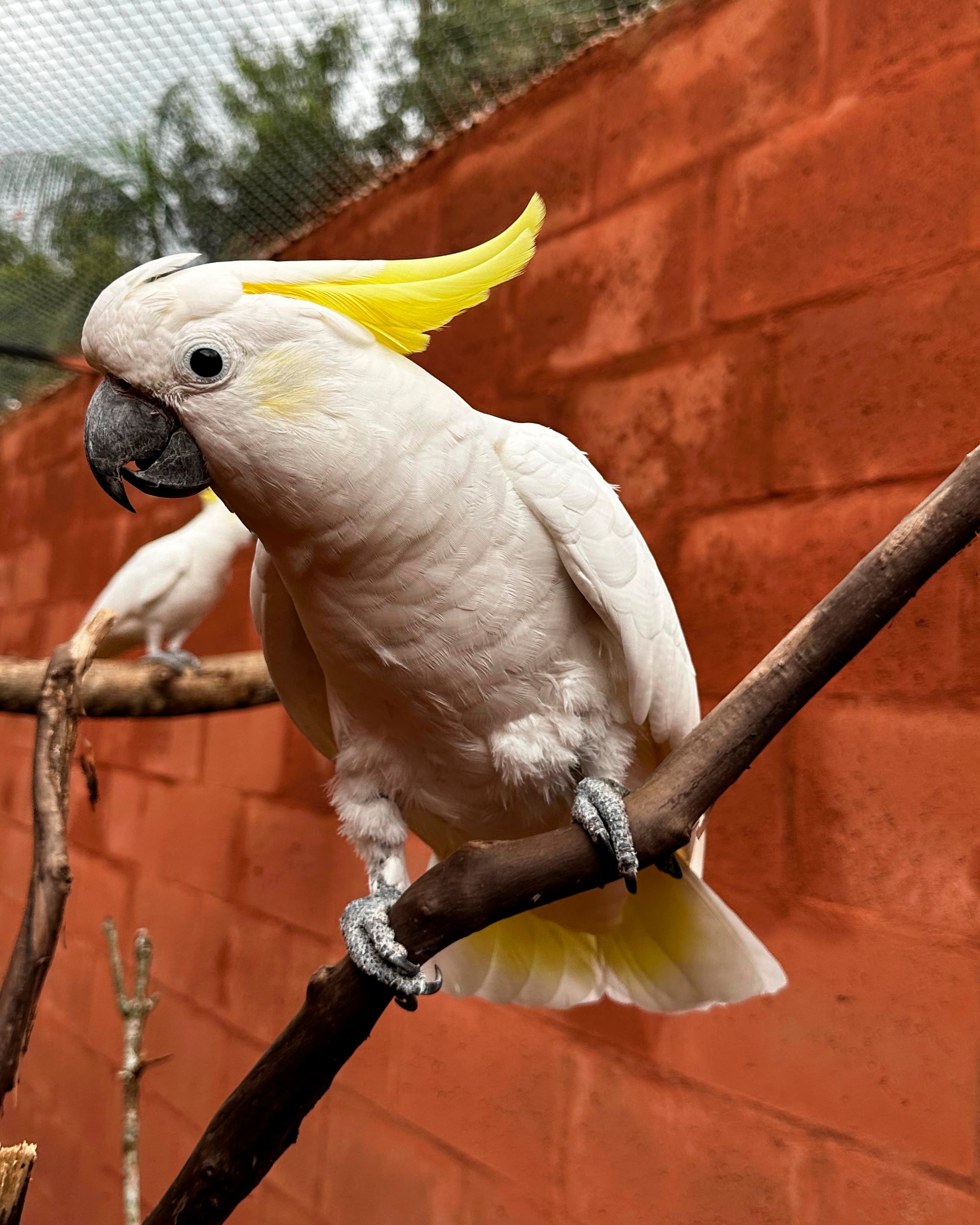 Image of Sulphur-crested cockatoo