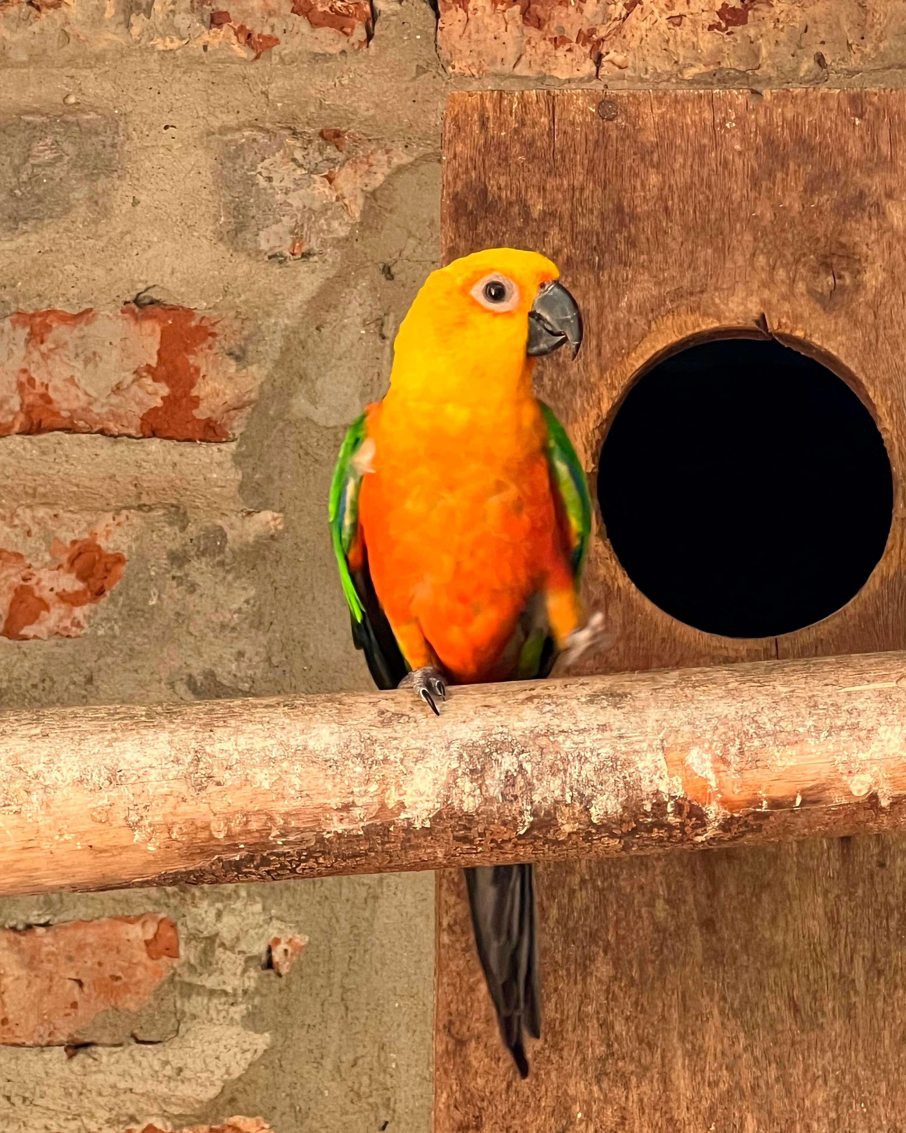 Image of Jandaya parakeet