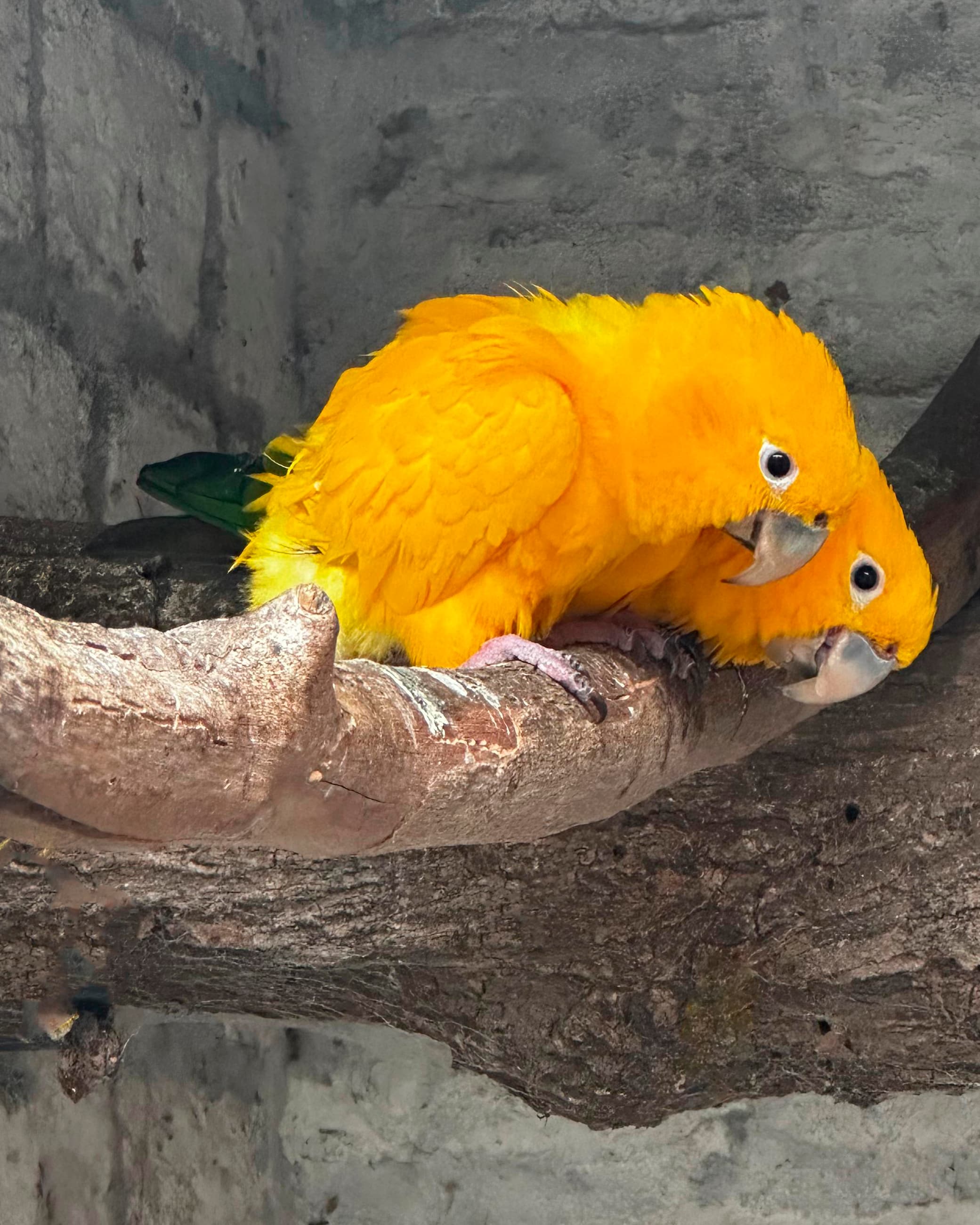 Image of Golden conure