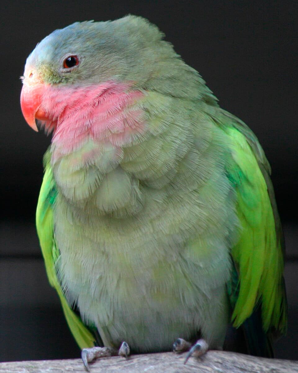 Image of Cotorra princesa