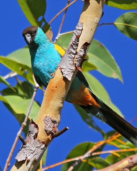 Image of Hooded conure