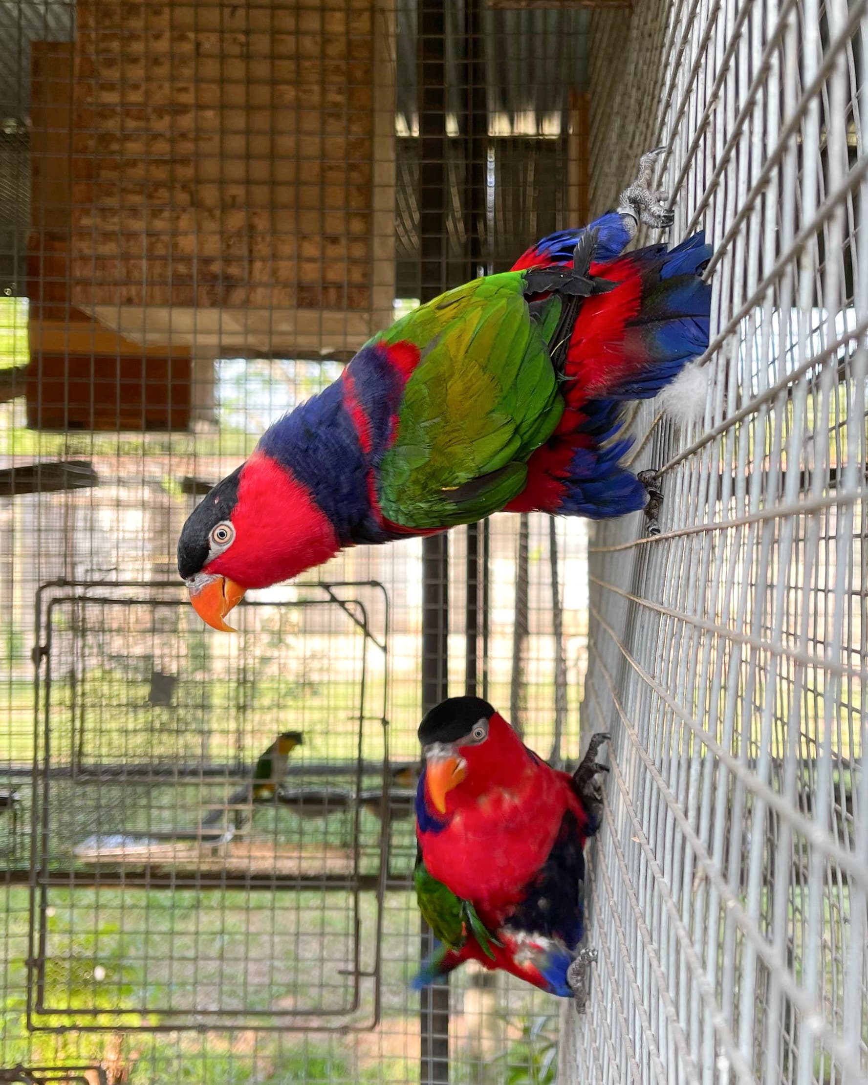 Image of Black-capped lory