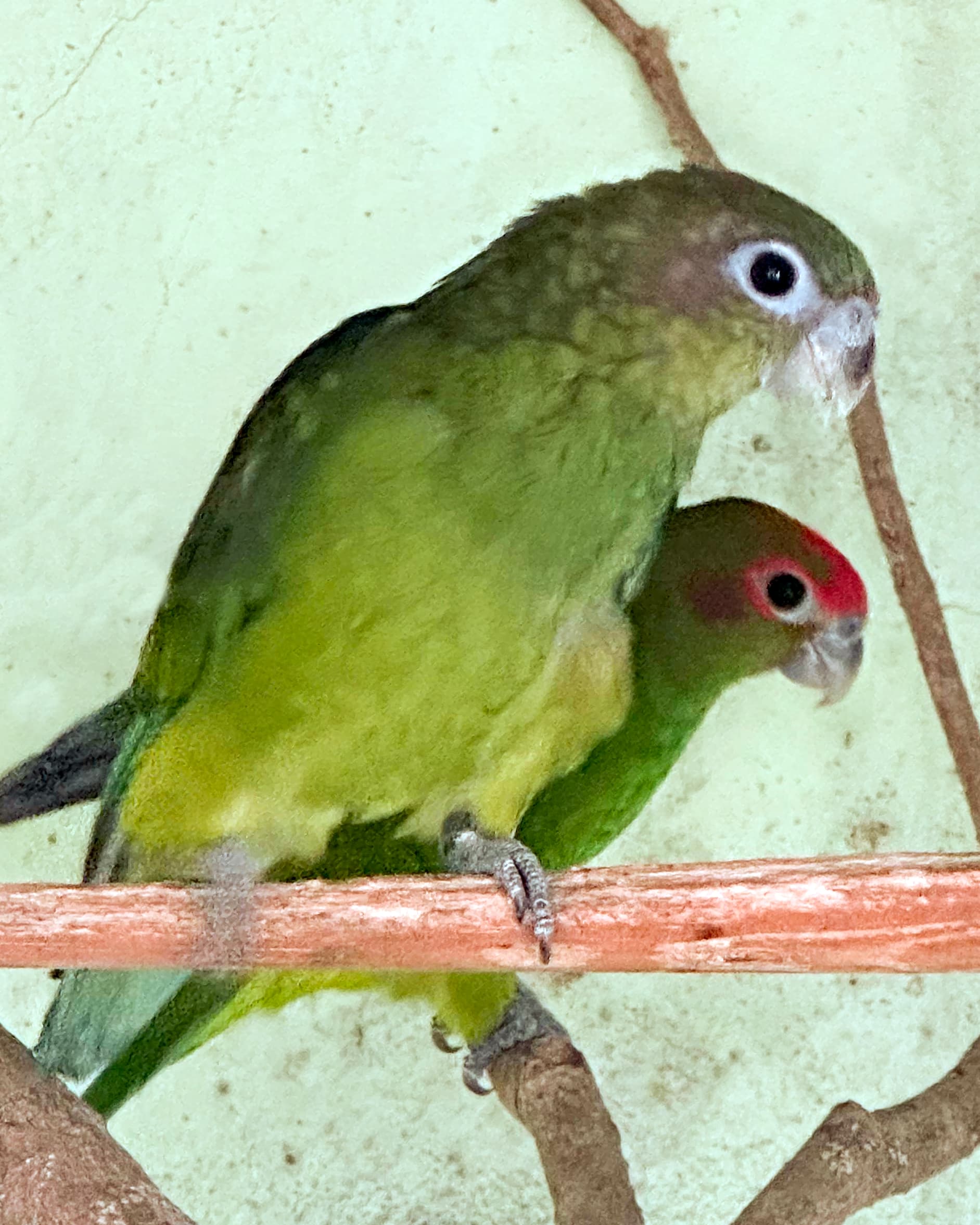 Image of Lorito carirrojo