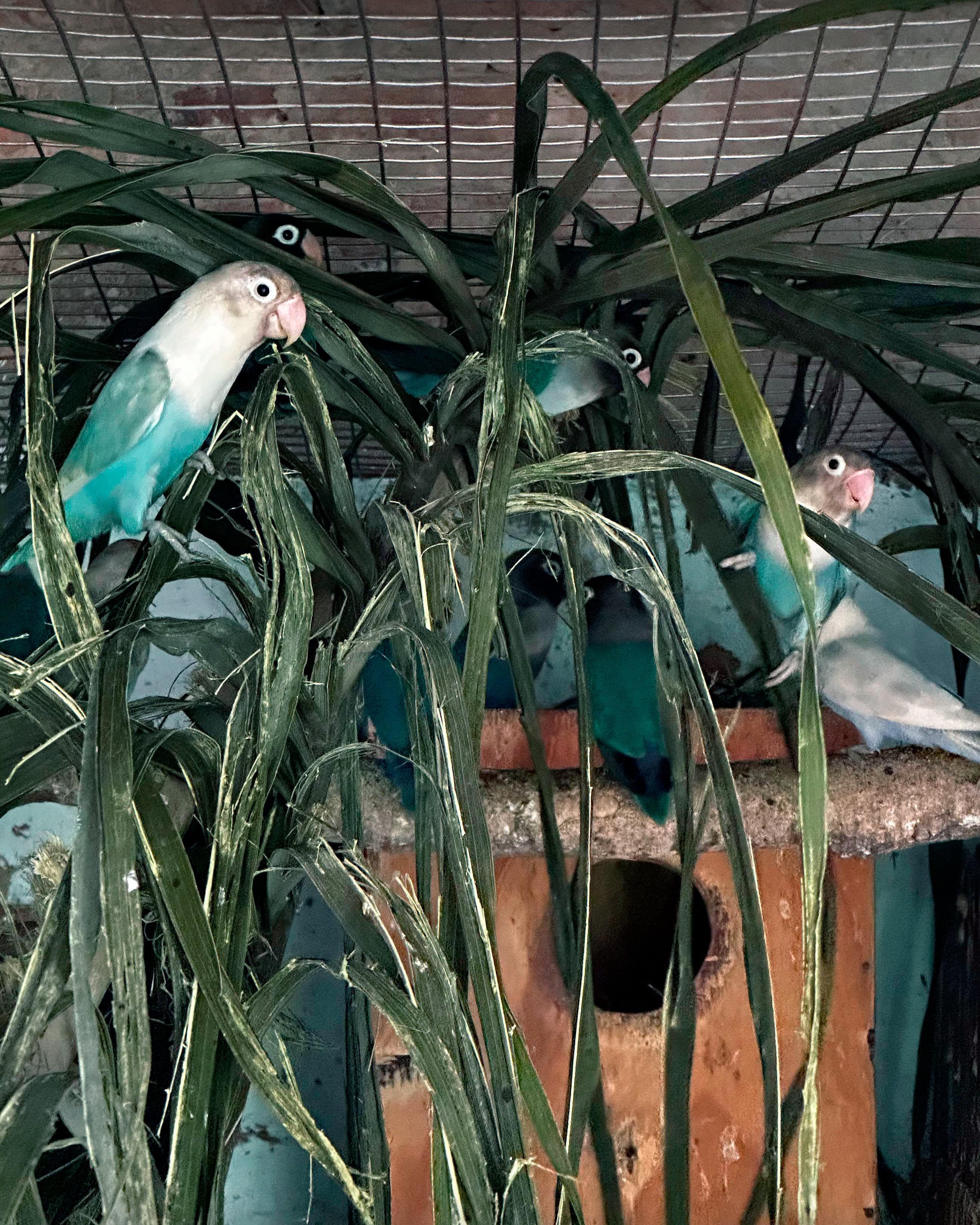 Image of Black-masked Lovebird