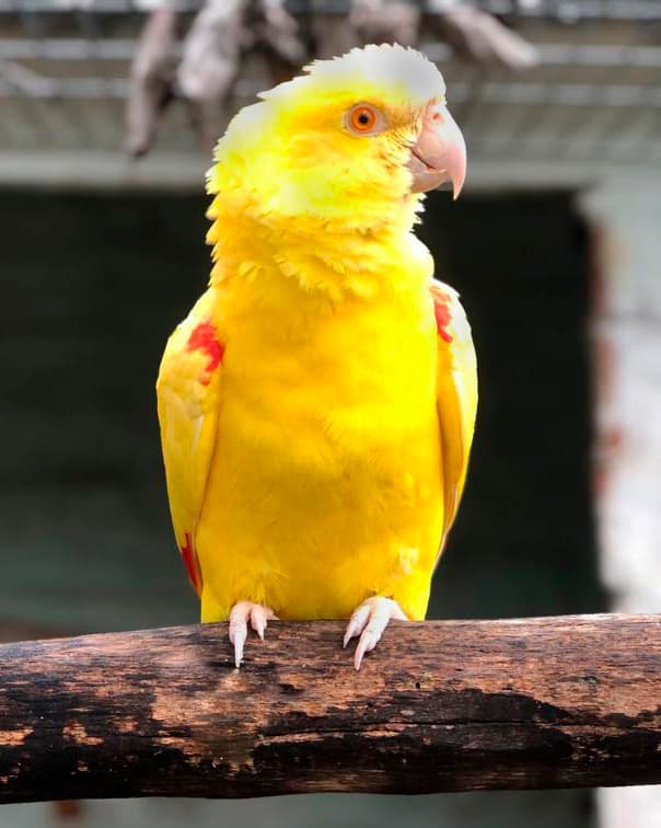 Image of Lutino Amazona aestiva 