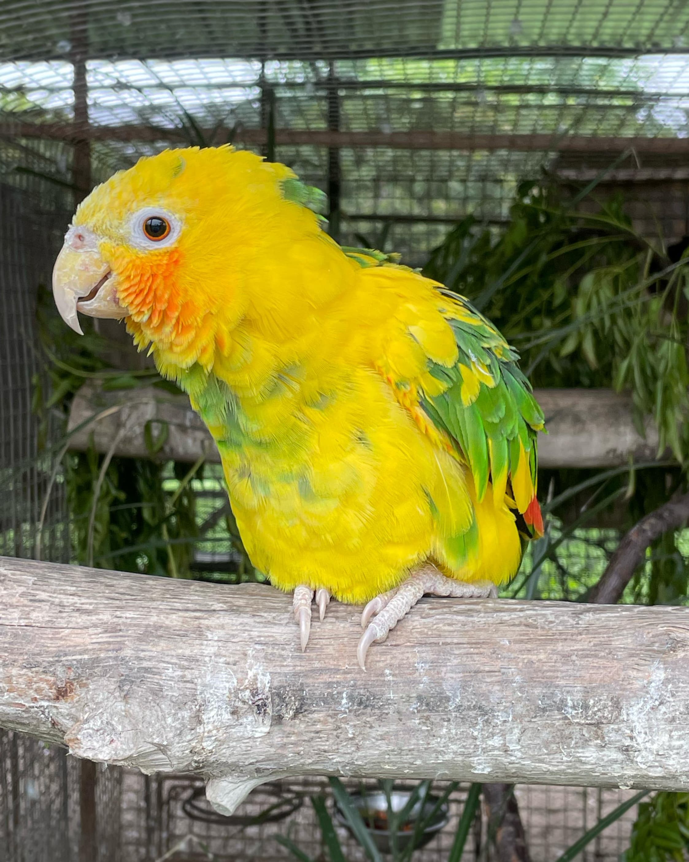 Image of Orange-winged Amazon arlequin