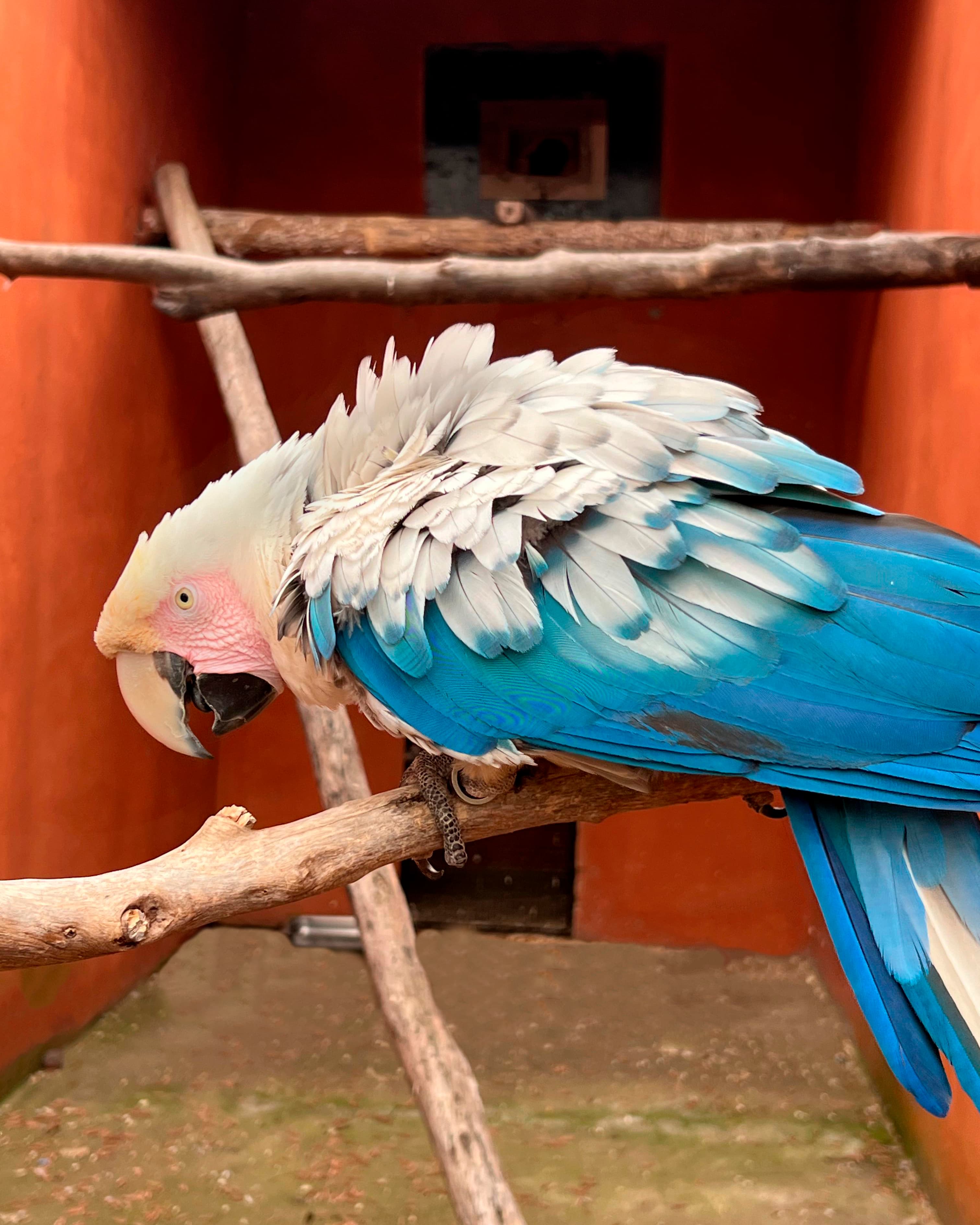 Image of Ara macao mutación blanca