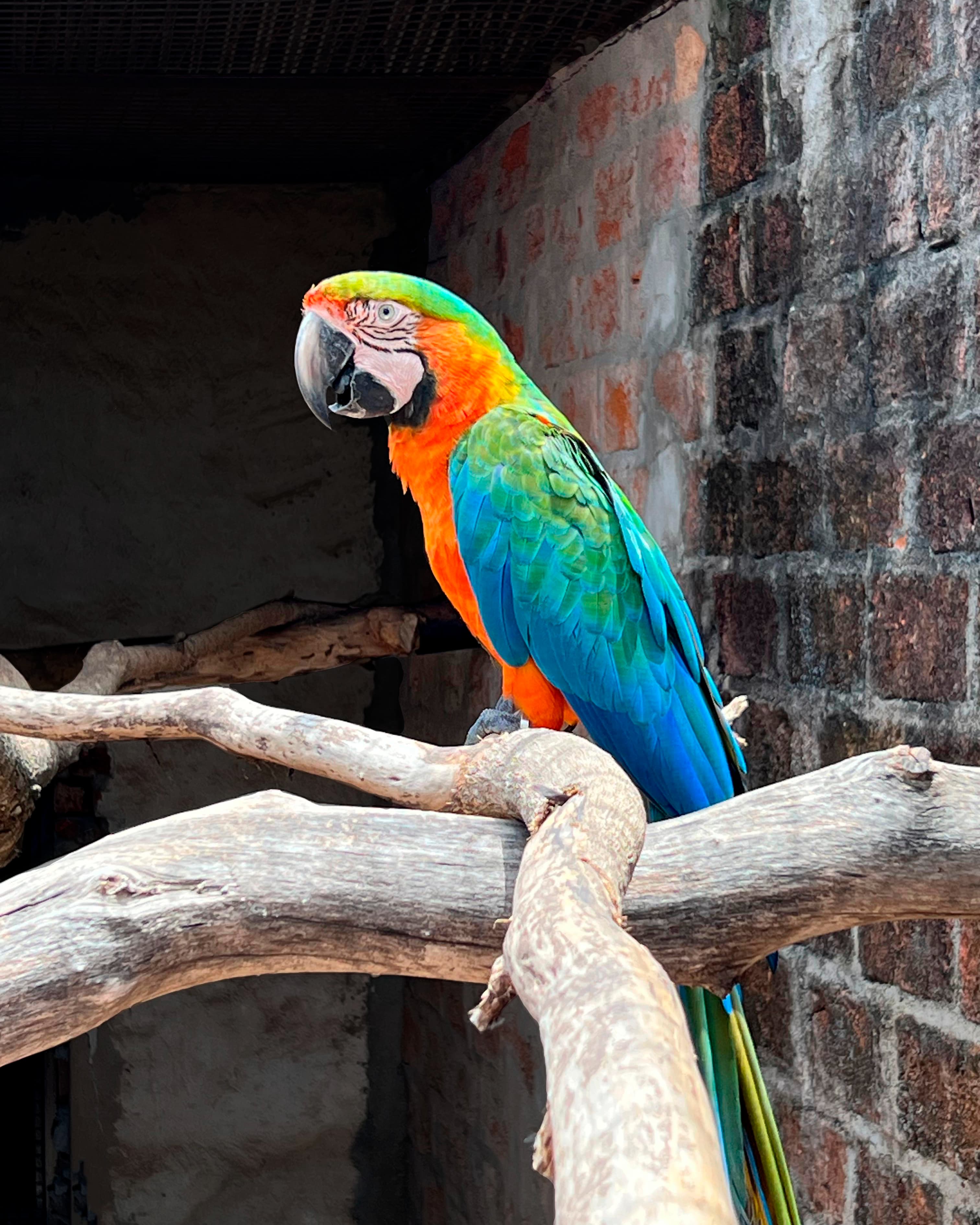 Image of Arlequin macaw