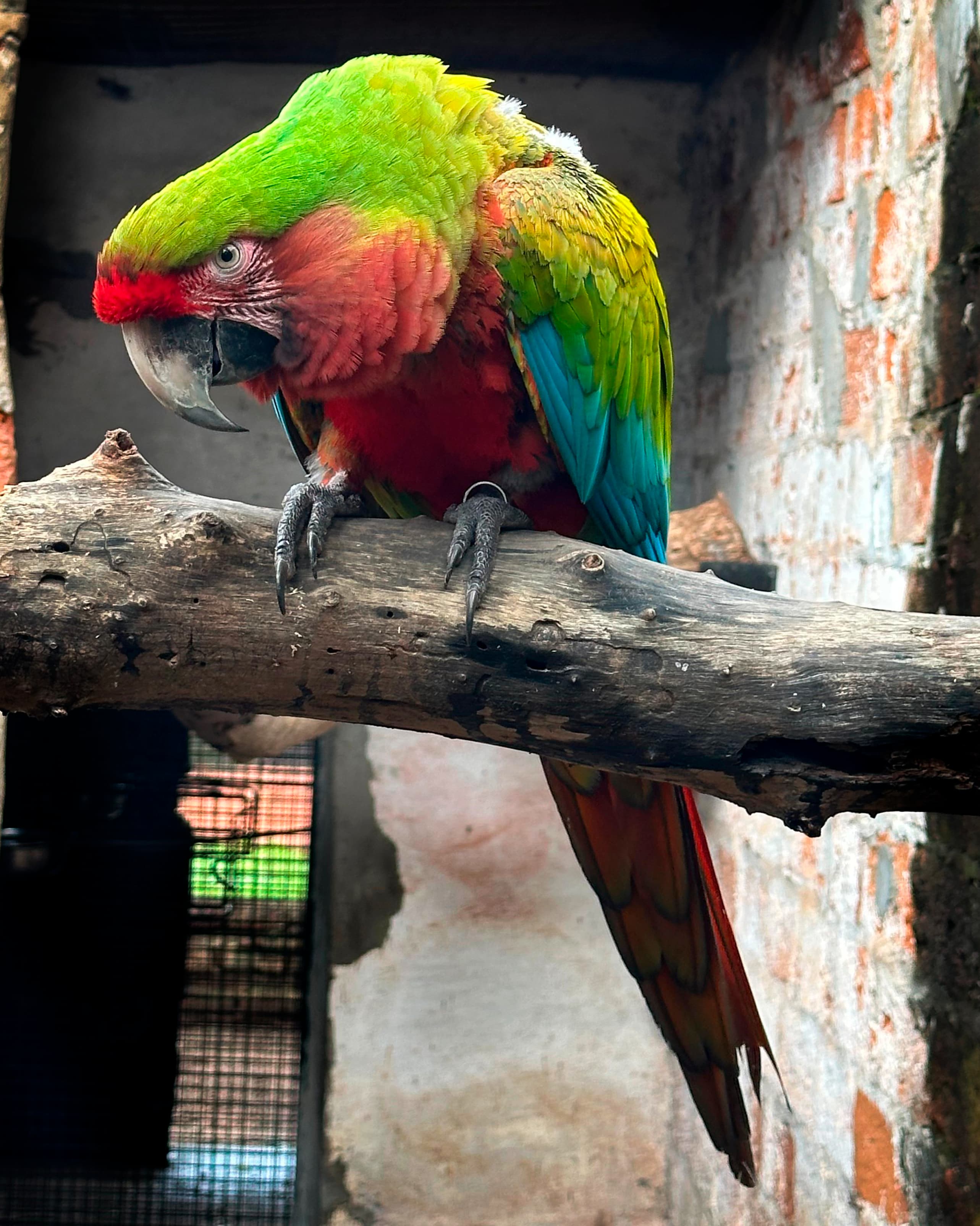 Image of Guacamayo calico