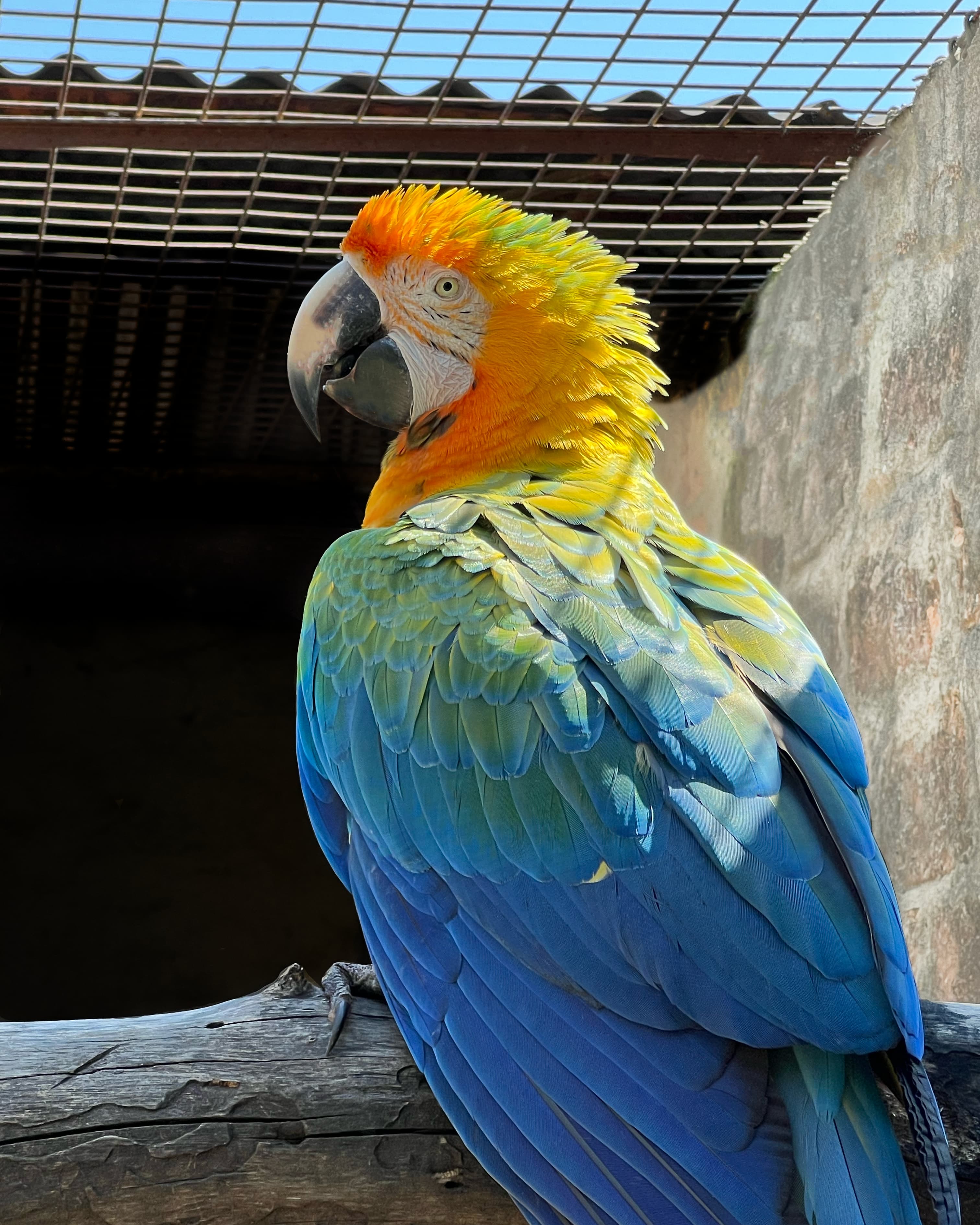 Image of Catalina Macaw