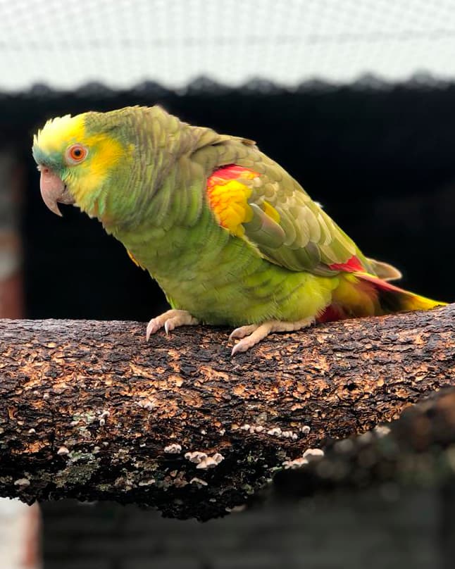 Image of Amazona aestiva canela