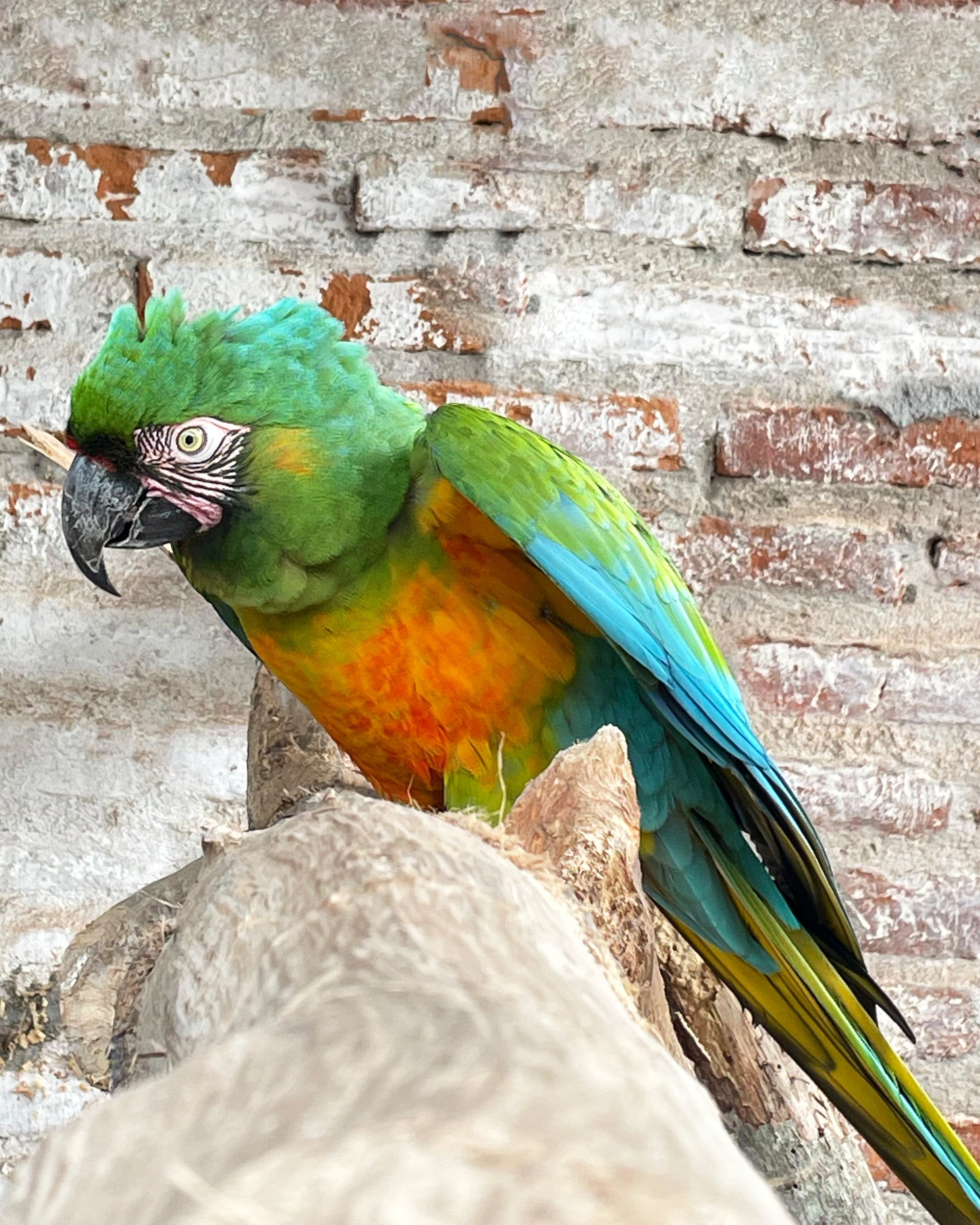 Image of Corrientes Macaw