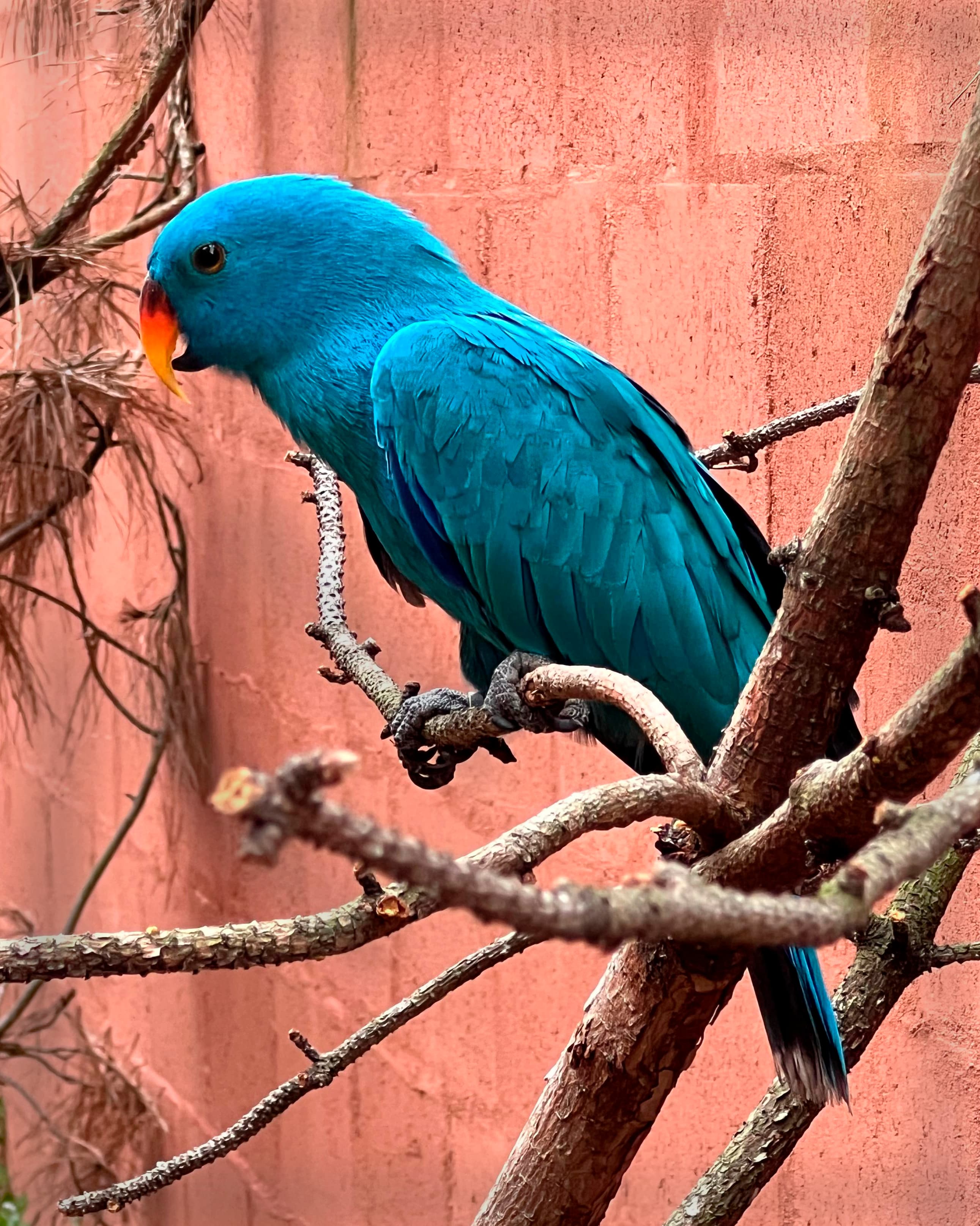 Image of Loro ecléctico mutación azul