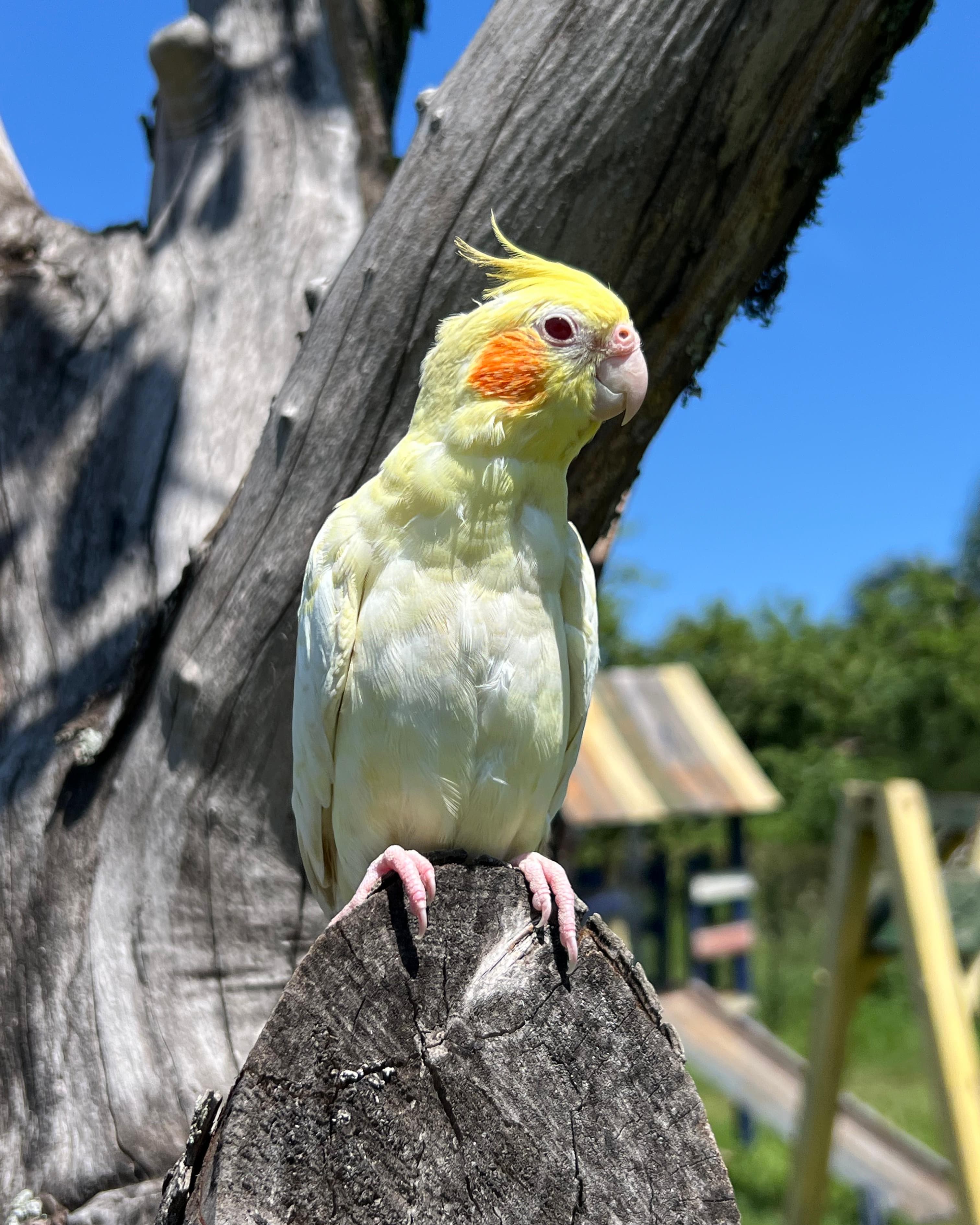 Image of Lutino Cockatiel