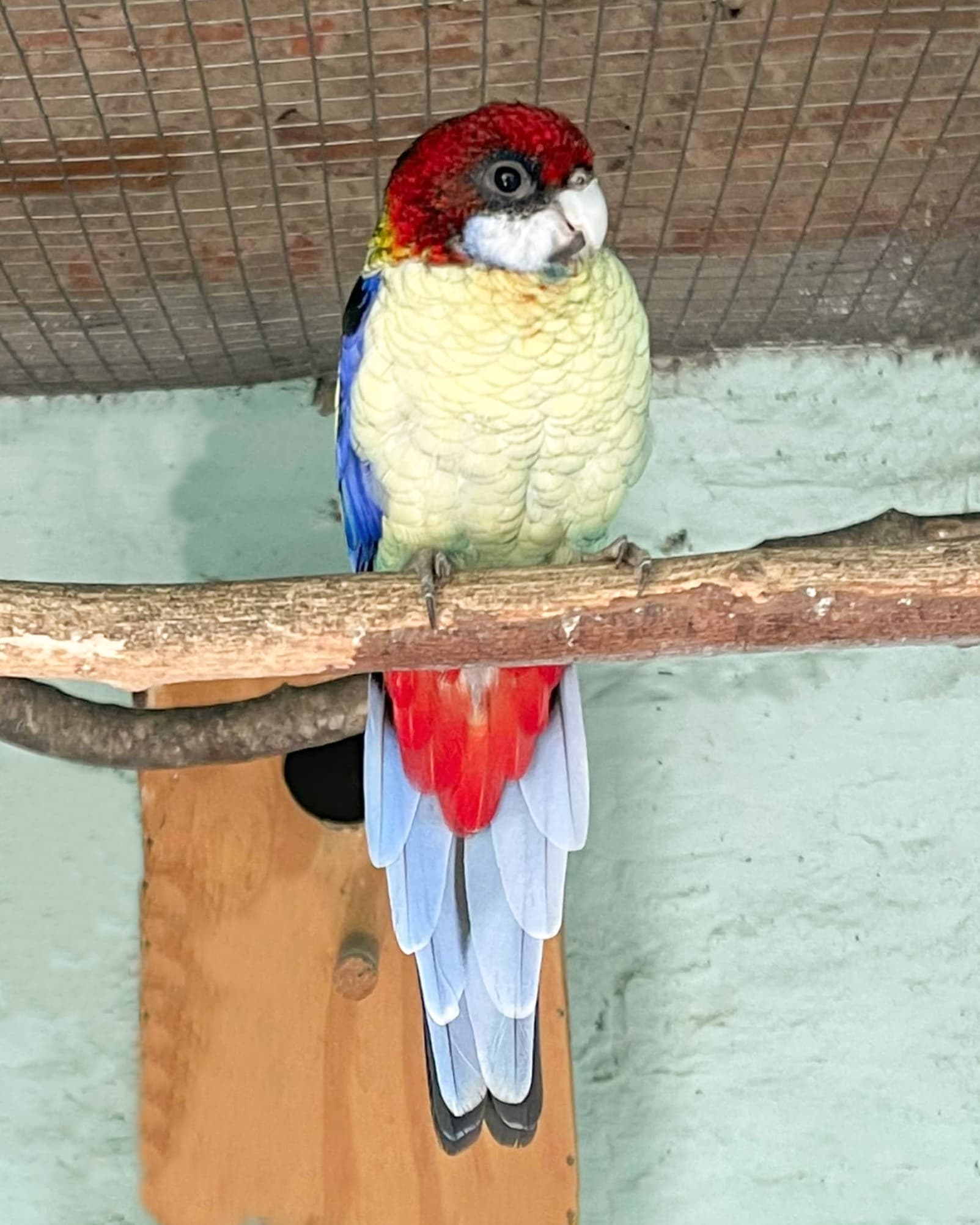 Image of Platycercus venustrus + Platycercus eximius