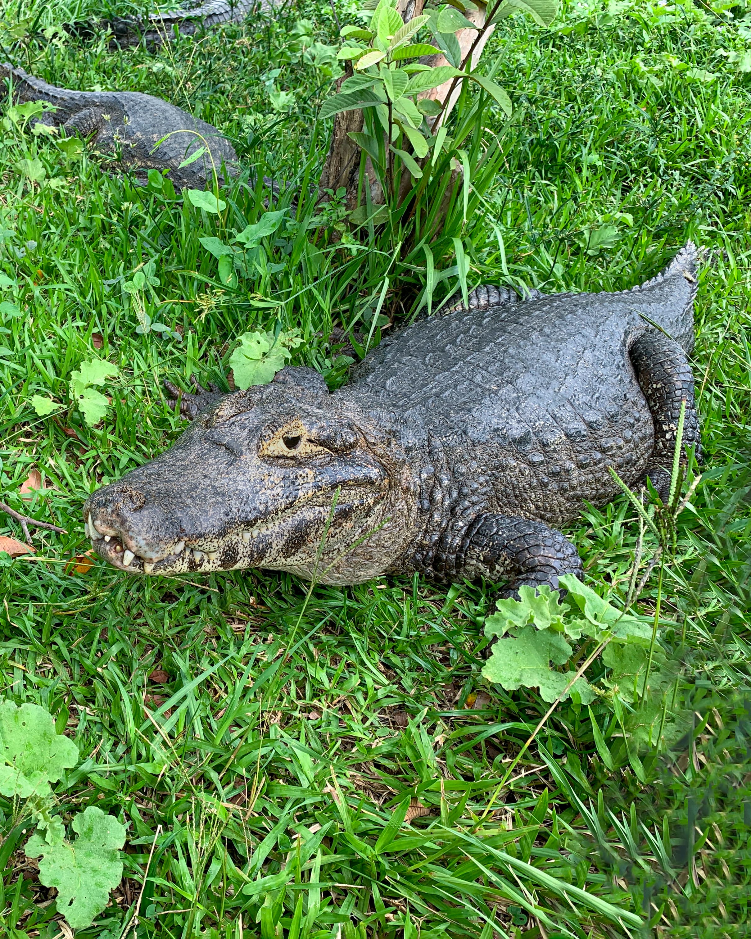 Image of Broad-snouted caiman