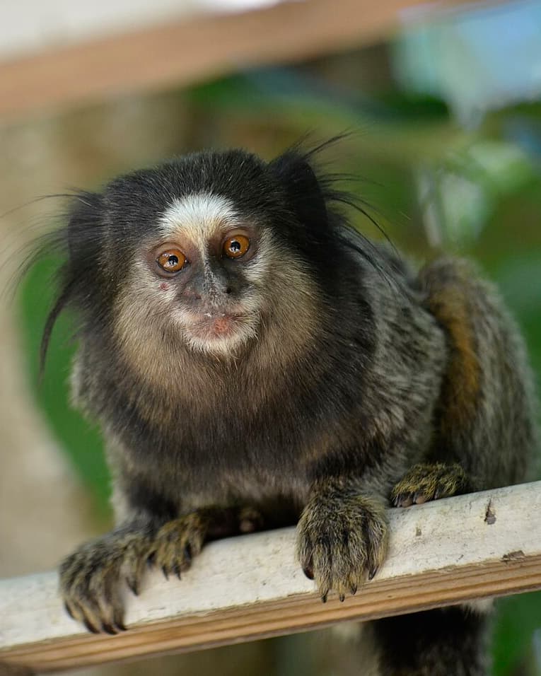 Image of Black-tufted marmoset