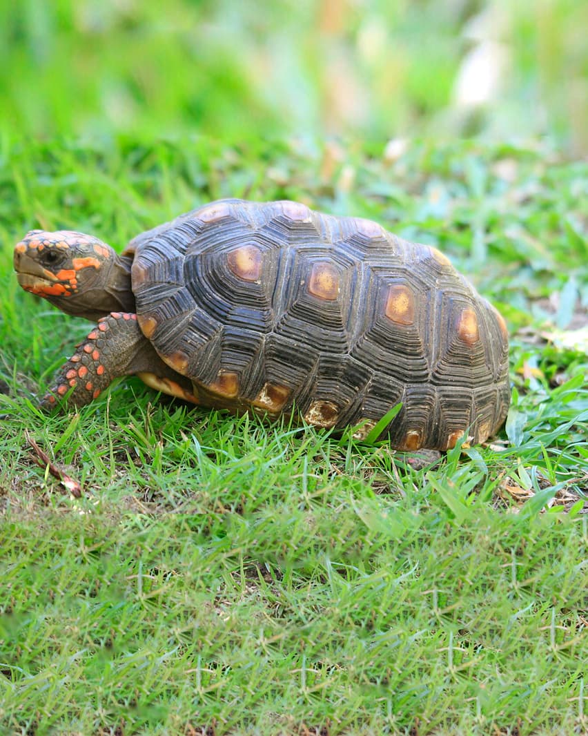Image of Red-footed Tortoise