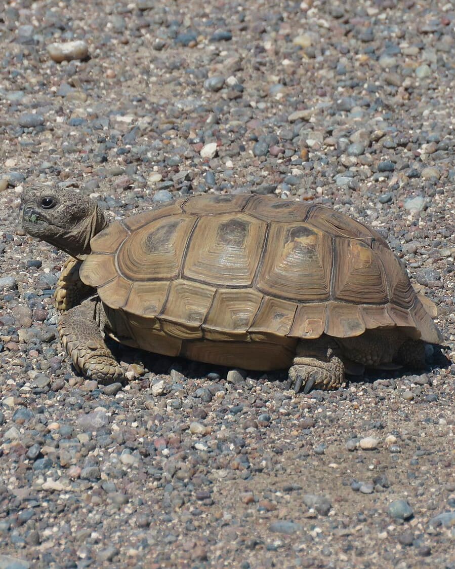 Image of Argentine Tortoise