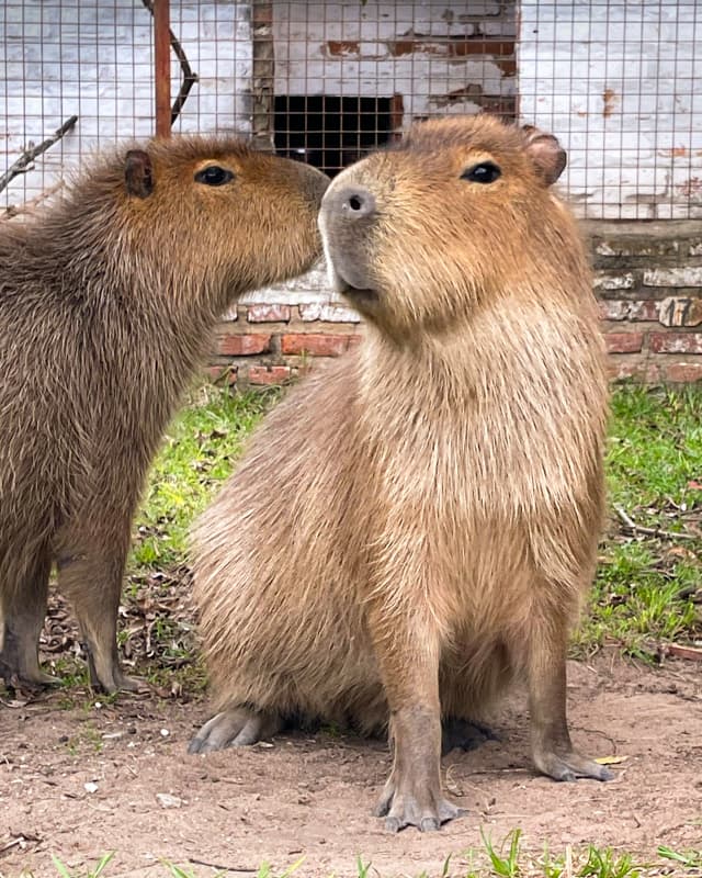 hydrochoerus-hydrochaeris