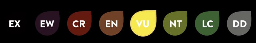 Image of conservation of Argentine Tortoise