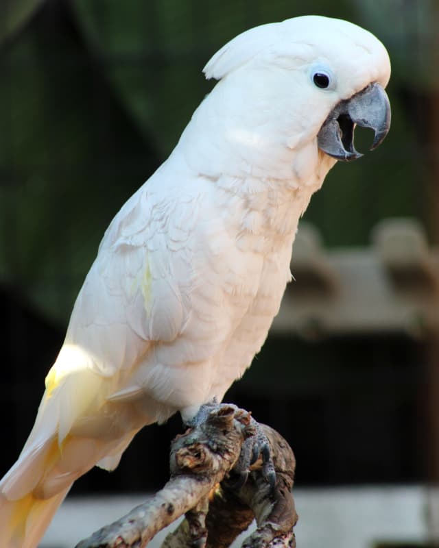 cacatua-alba