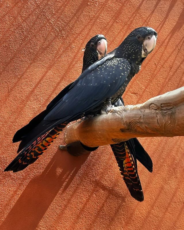 red-tailed-black-cockatoo