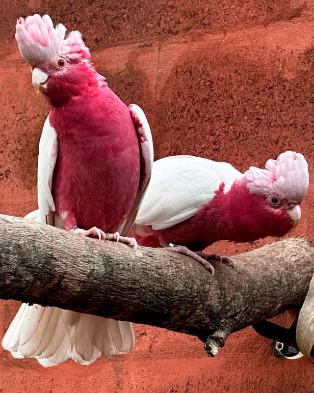 galah