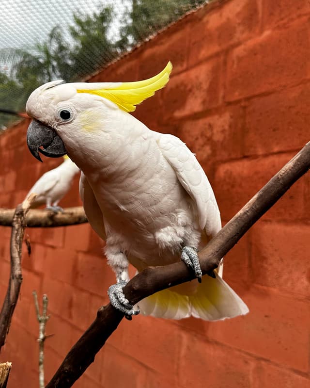 cacatua-galerita-eleonora