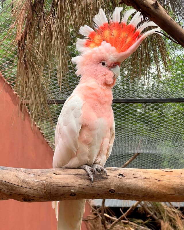 cacatua-leadbeateri