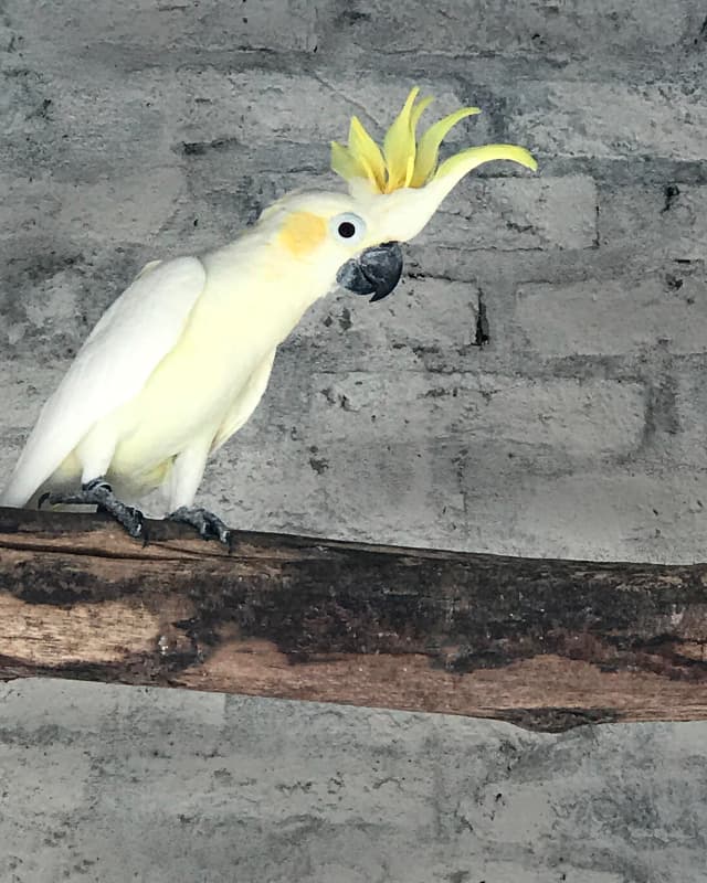 cacatua-sulphurea