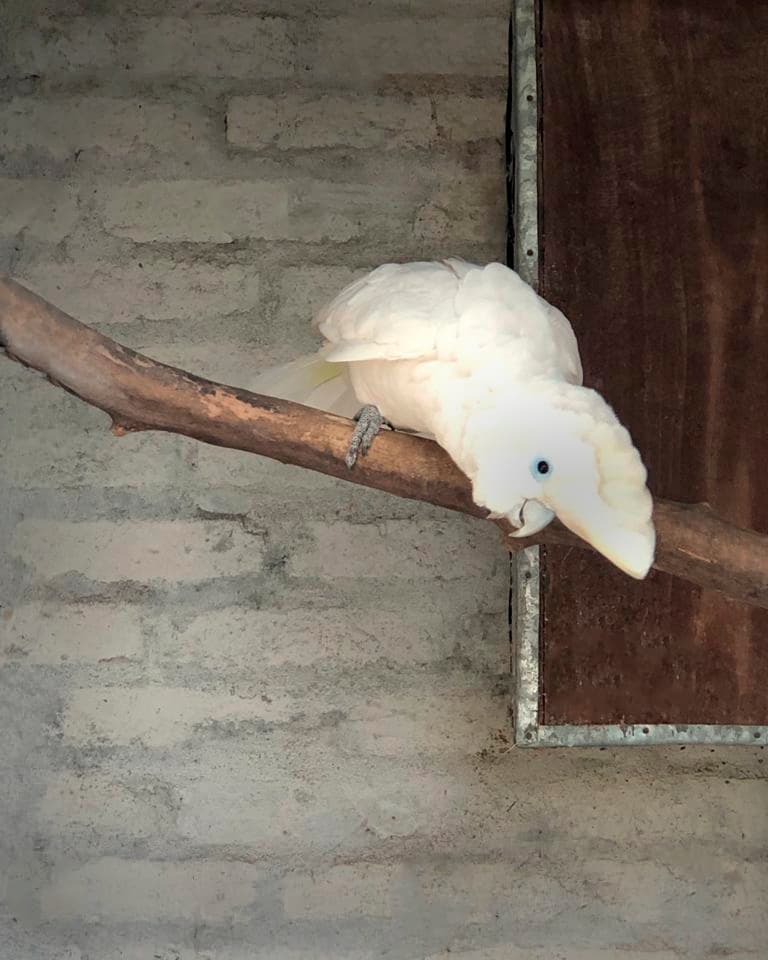 Image of Solomons corella