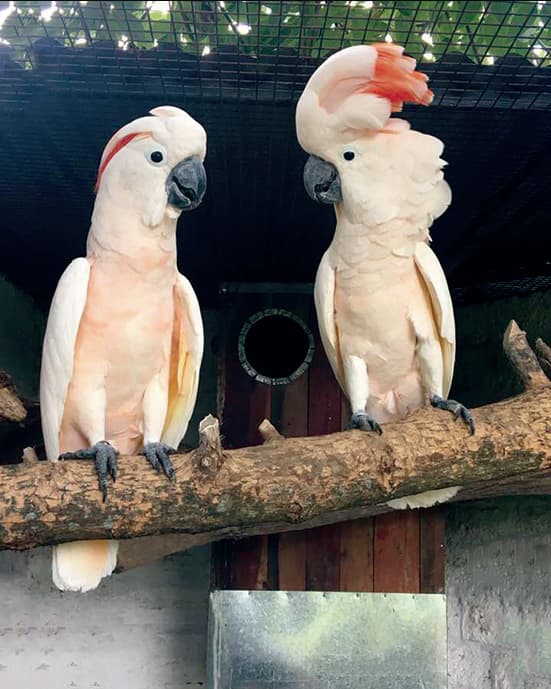 cacatua-moluccensis
