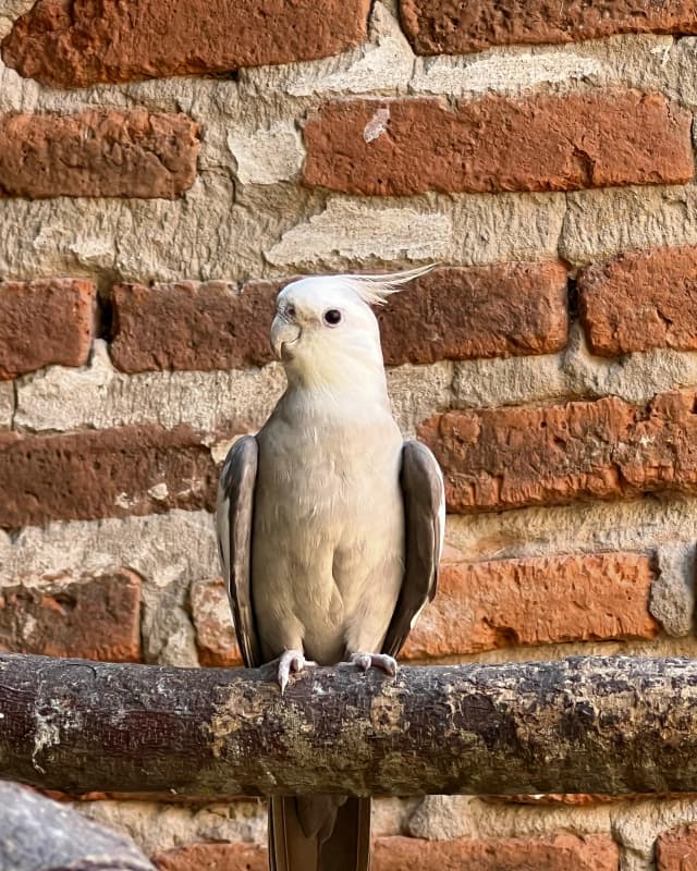 nymphicus-hollandicus-gris