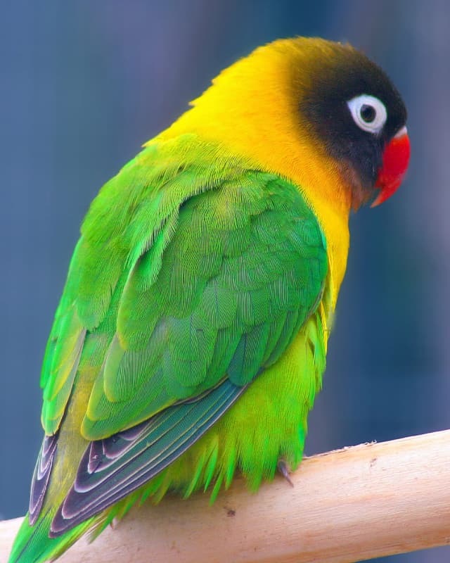 agapornis-personatus