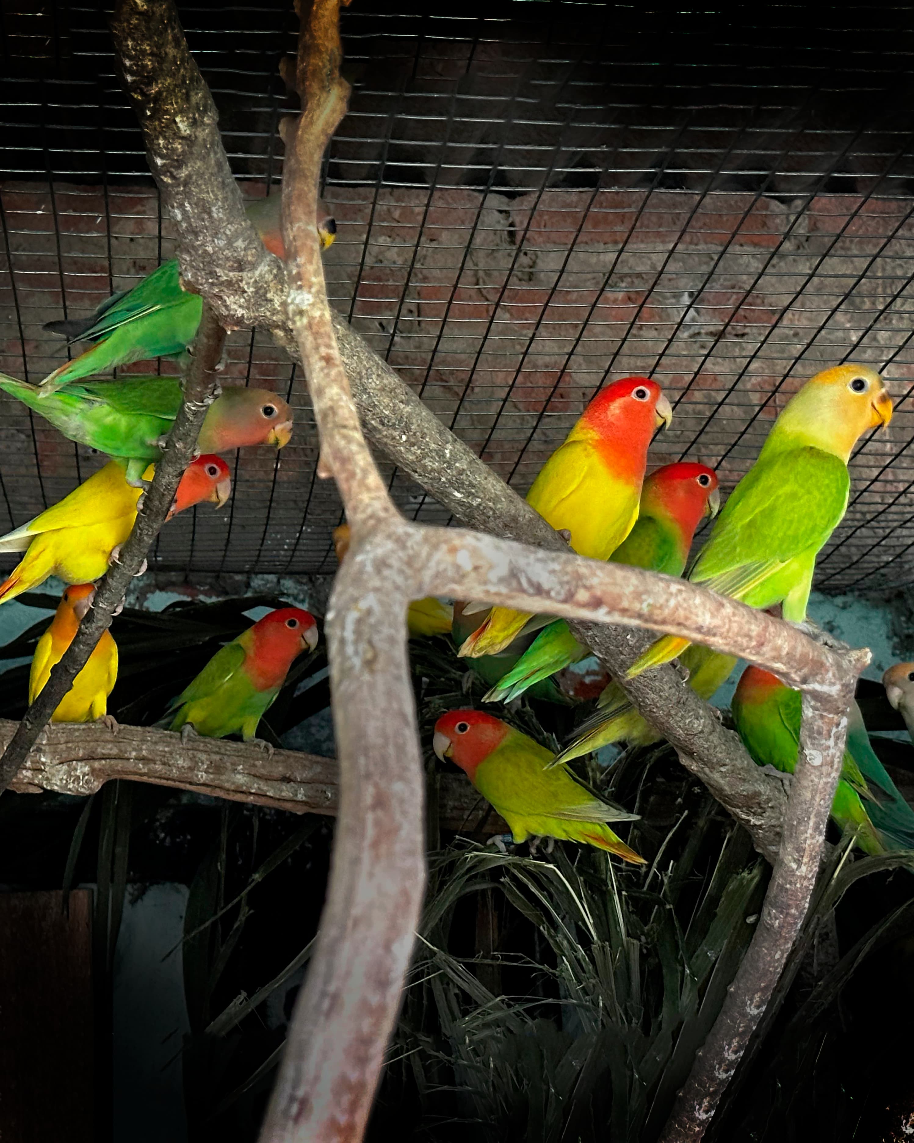 Image of Inseparable roseicolli