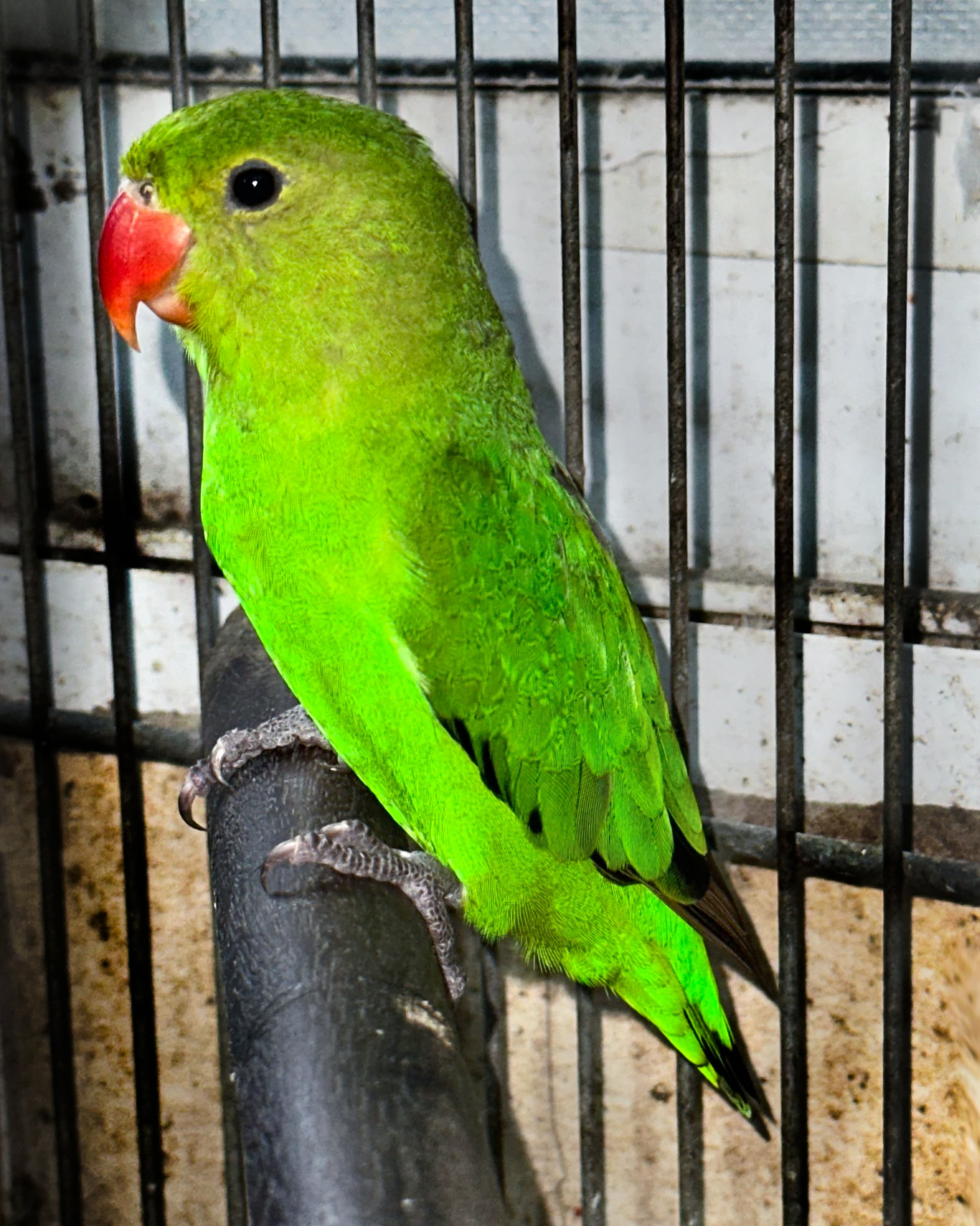 Image of Inseparable abisinio