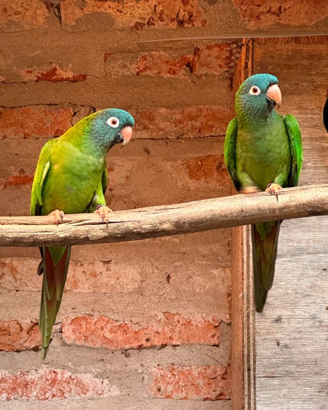 aratinga-acuticaudata