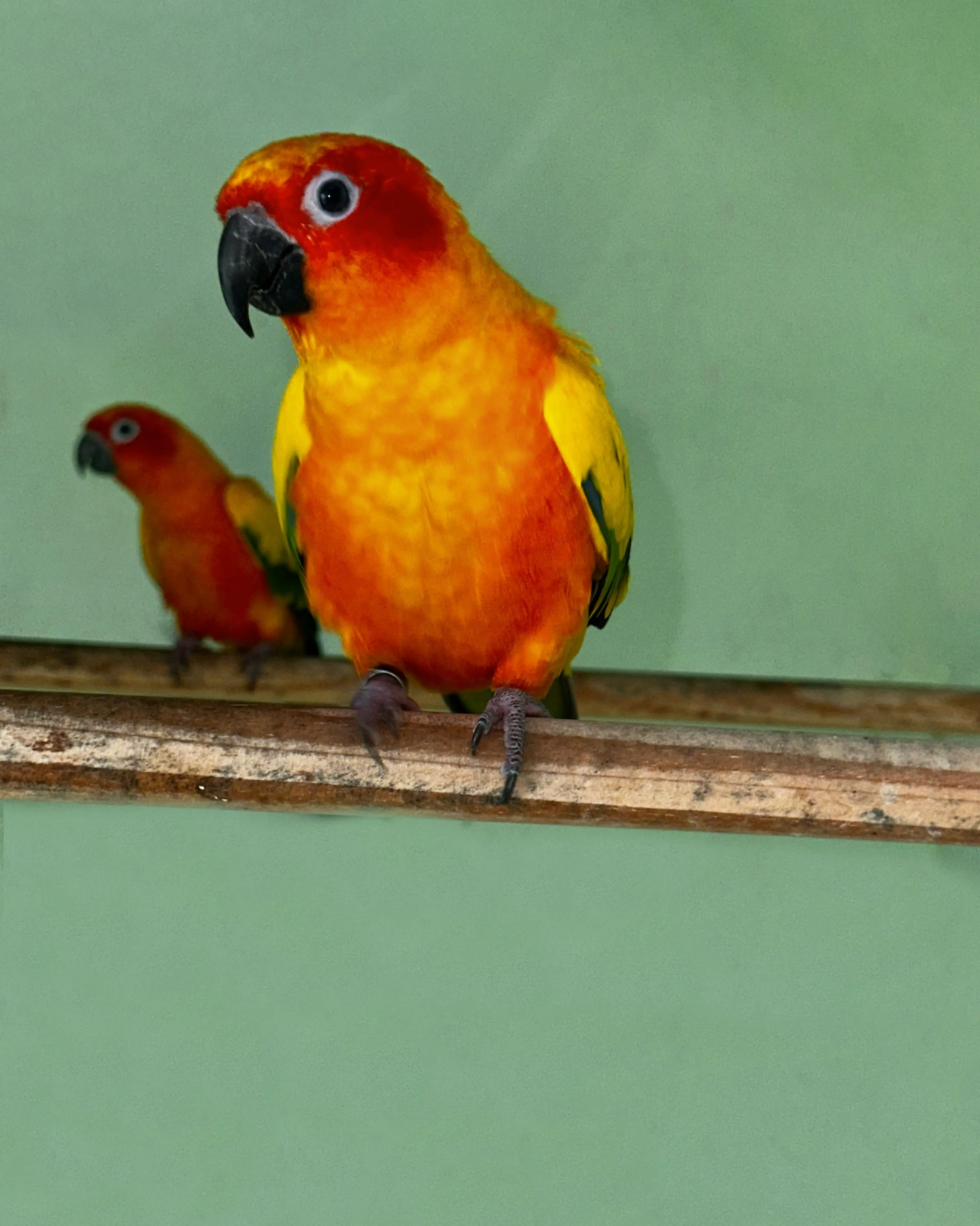 Image of Sun Conure