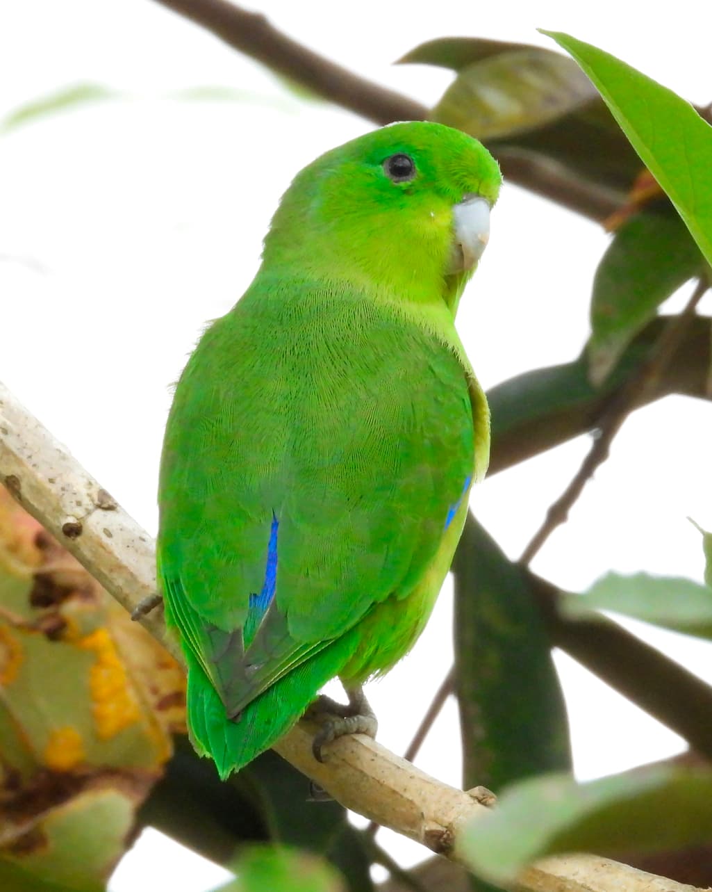 Image of Blue-winged Parrotlet