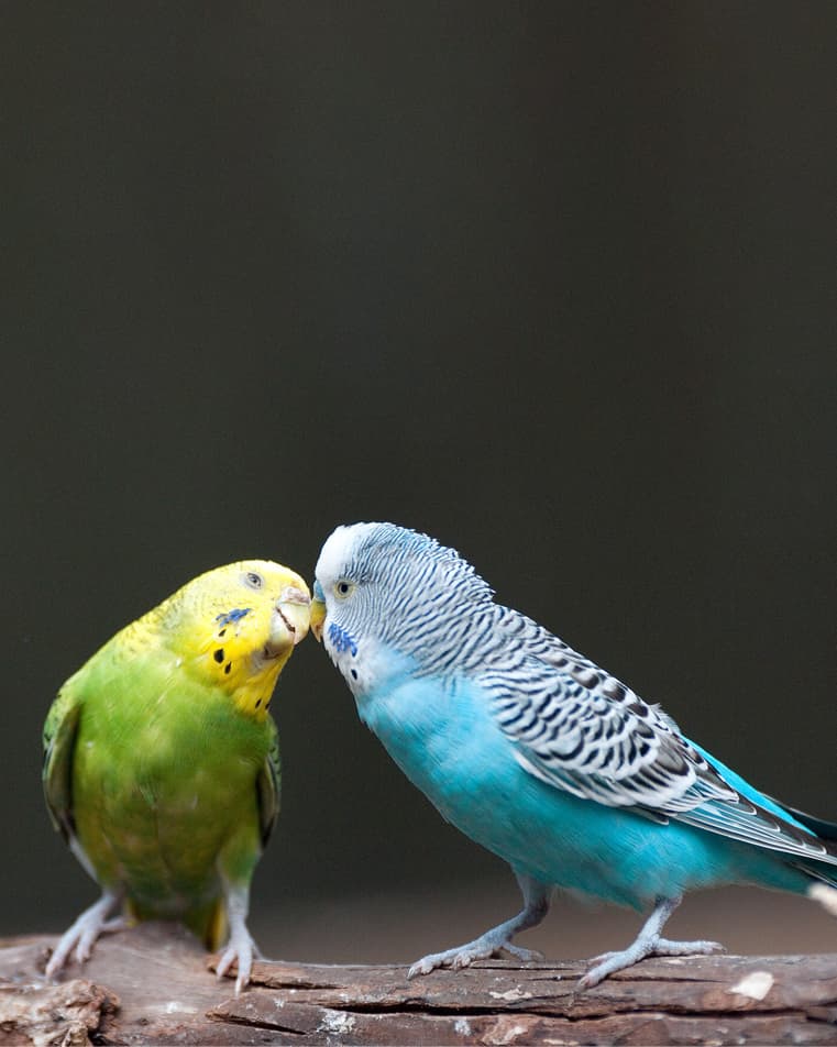 Image of Cotorra australiana