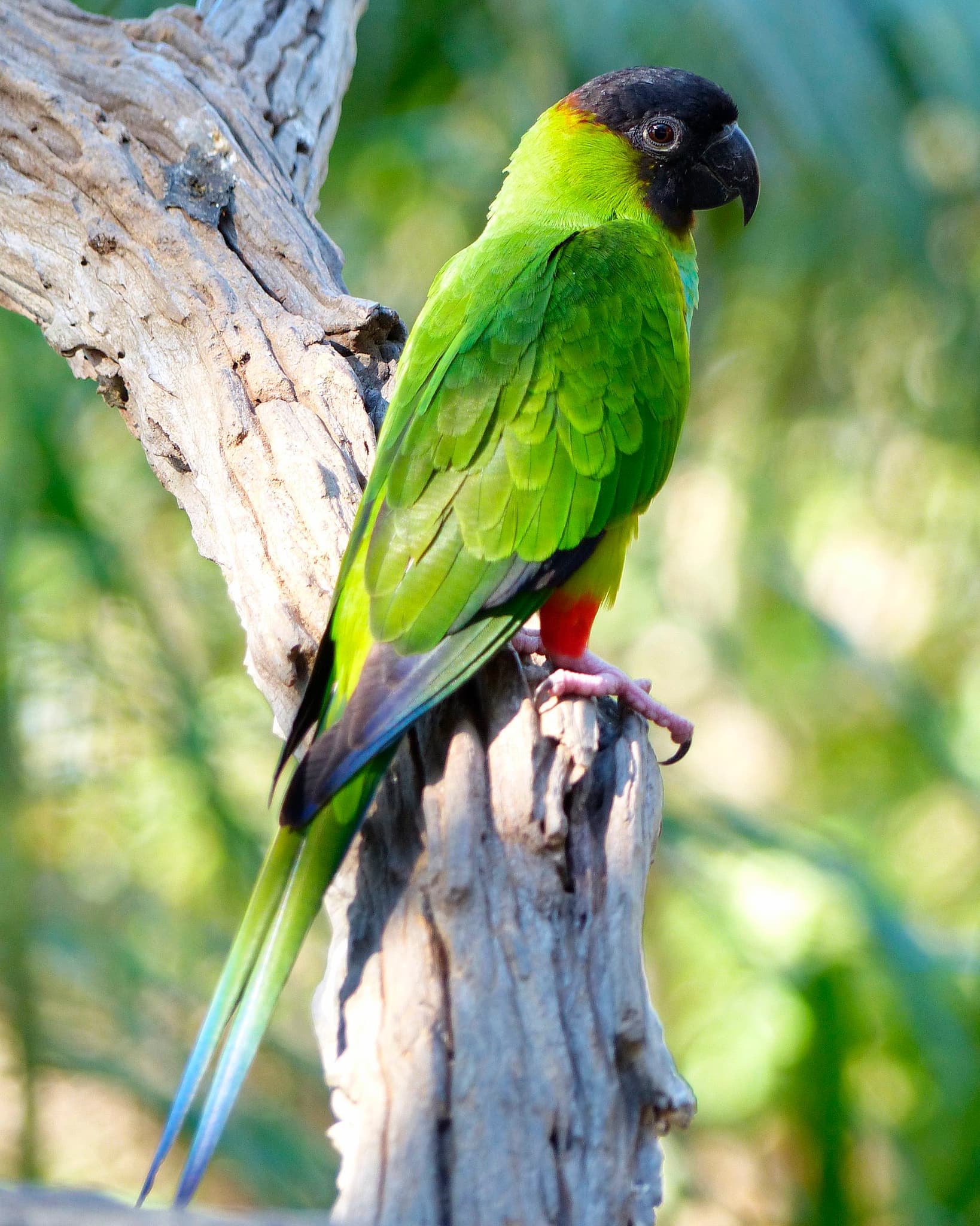Image of Nenday conure